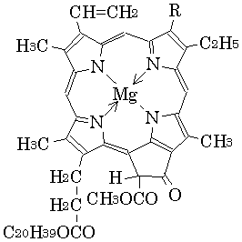 chlorophyll